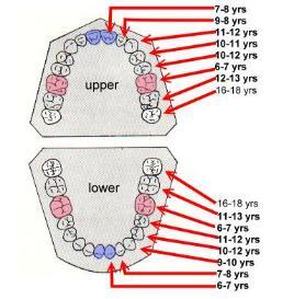 at what age lose baby teeth